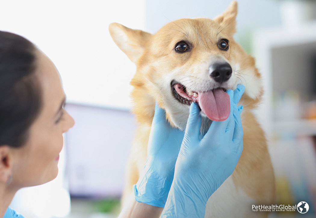 Dog Getting Checkup to Pet Dental Care